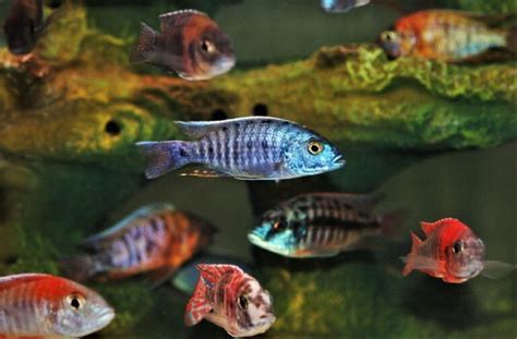 40 Types of Cichlids for Your Aquarium (With Info & Pictures).